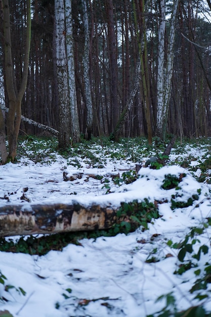 A serene forest scene tall trees with green leaves against a blue sky a blanket of snow covering