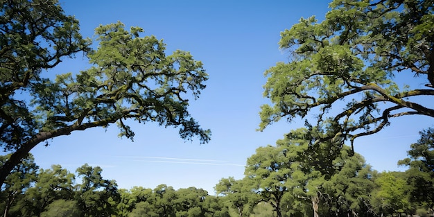 Serene Green Canopy