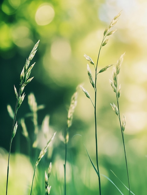 Photo serene green grass blades with soft bokeh background for nature and wellness themes