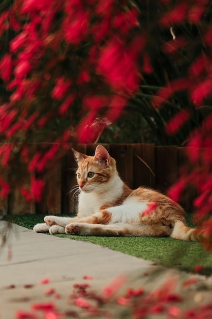 Photo serene orange and white cat on a green mat spot encircled by flowers in a sundrenched garden