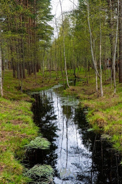 Serene view of a small stream flowing through a lush pine forest in spring ideal for nature and