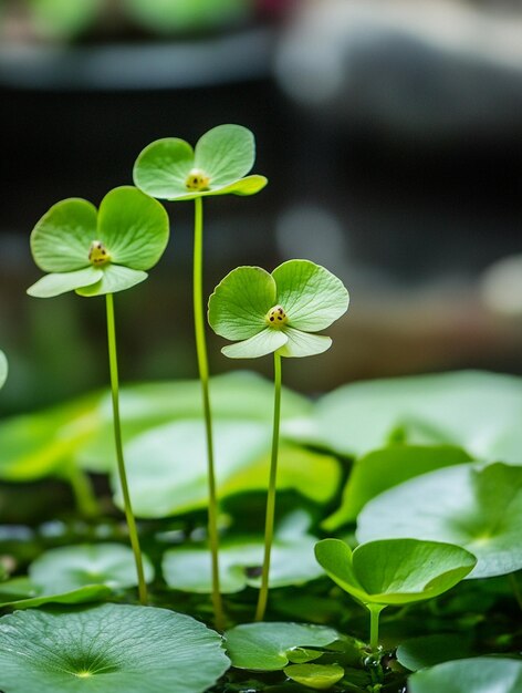 Photo serene water lily blossoms in tranquil pond setting