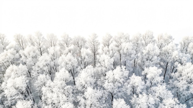 Serene Winter Landscape with White Trees Covered in Hoarfrost