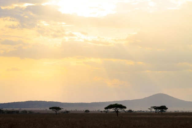 Photo serengeti national park landscape tanzania africa