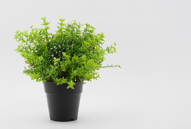 Serenity in Green Indoor Botanical Beauty on White Background Potted Plant Photo