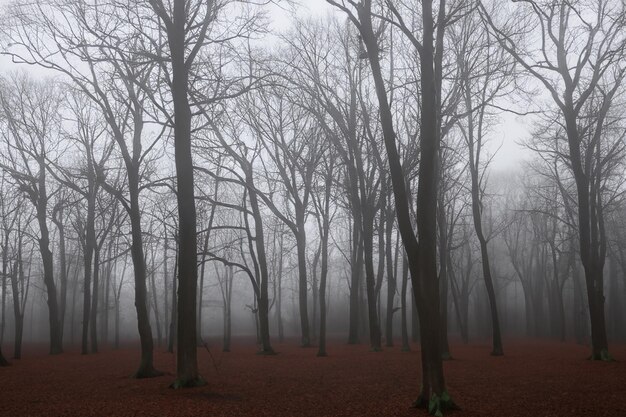 Photo serenity in the mist a forest embrace