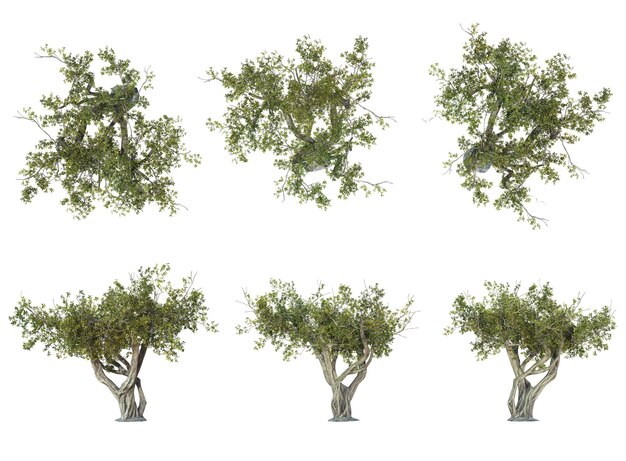 a series of four images of trees with the word olives on them