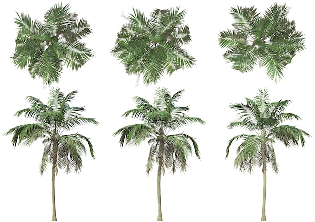 a series of palm trees with a white background with a picture of palm trees