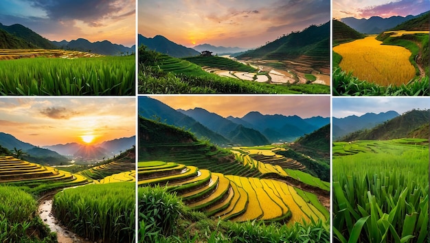 a series of photos showing rice fields and mountains