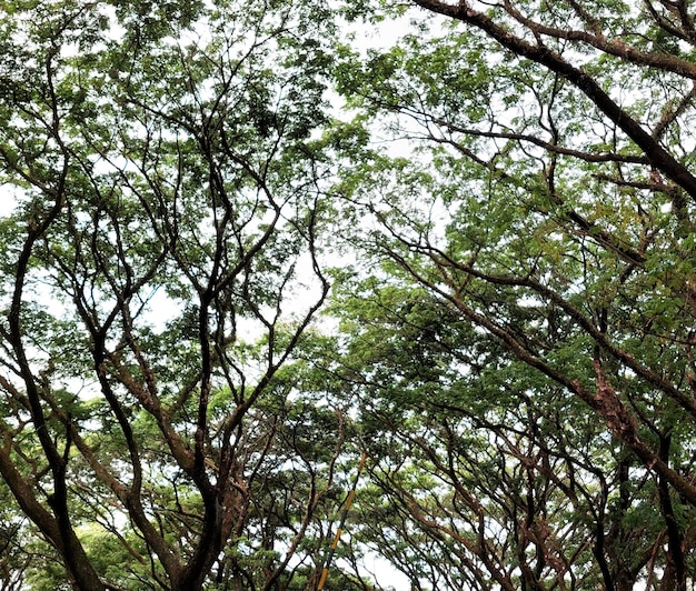 Series of Rain Tree or trembesi trees Samanea Samanin Indonesia is a famous tree for shelter