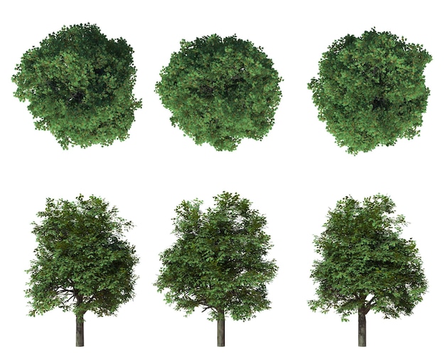 a series of trees with a white background with a few trees