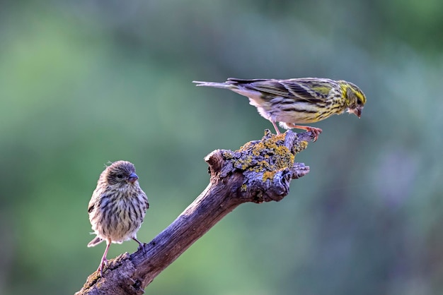 Serinus serinus  the verdigris or serin is a species of passerine bird in the fringillidae family