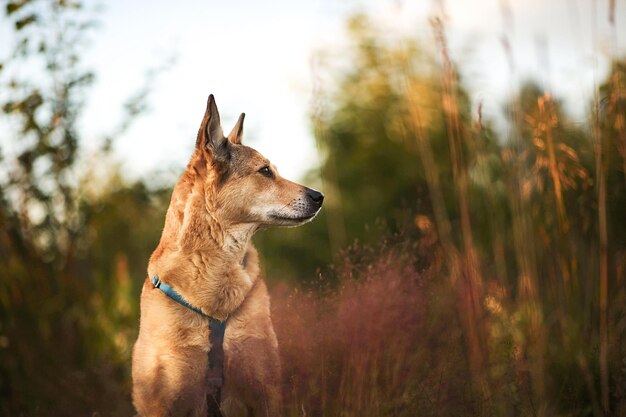 Serious dog sitting in nature at summer day