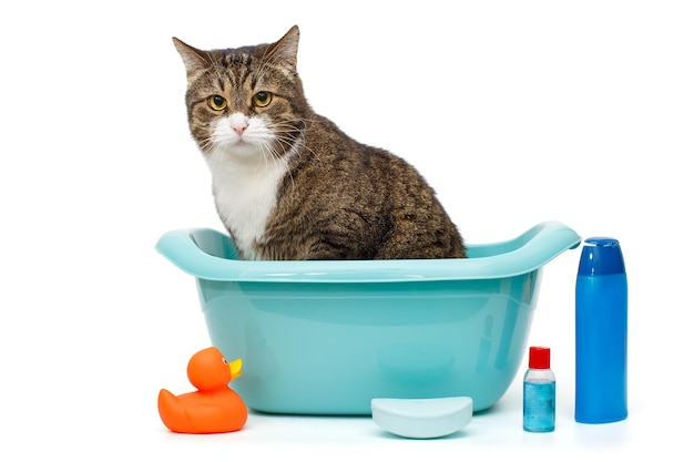 Serious gray cat sits in a blue basin