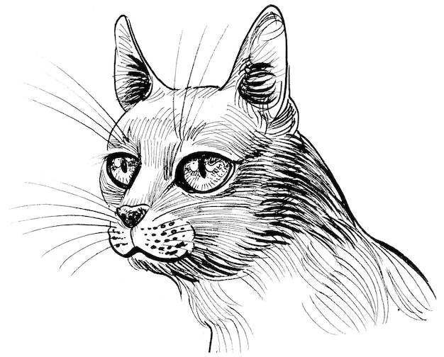 Serious looking cat. Ink black and white drawing