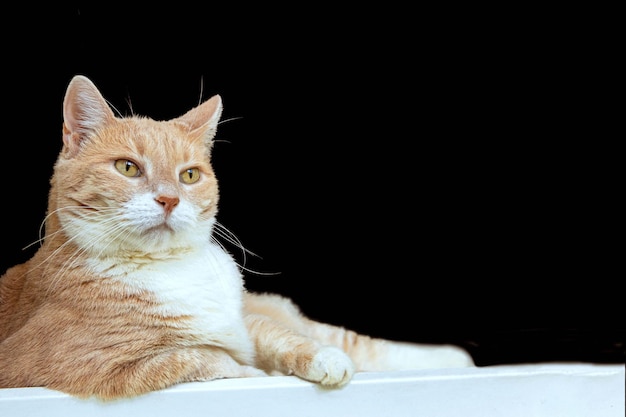 A serious red cat Isolated on a black background A pet