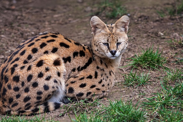 A serval cat sits on the ground.