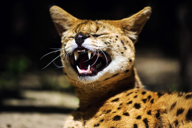 Serval cat