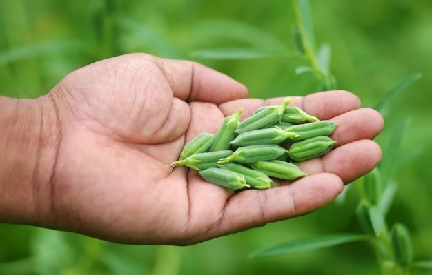 Sesame pods holding by hand in garden