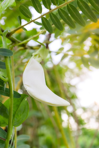 Sesbania grandiflora or humming bird sesban agasta or Sesbania grandiflora