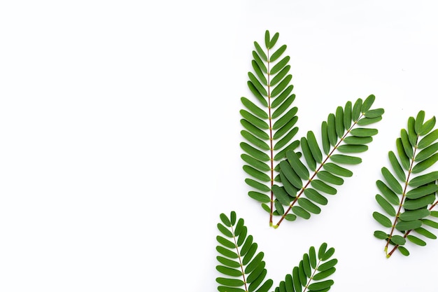 Sesbania Grandiflora leaves on white background