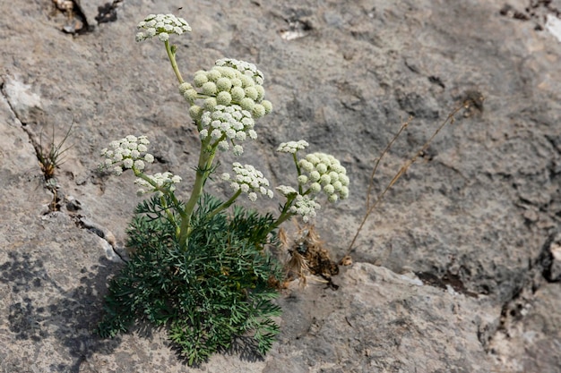 Seseli Gill wild carrot flower yarrow flower Millefolium Achillea solitary plant on gray limestone marble stone background