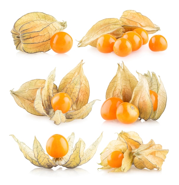 Set of 6 physalis images