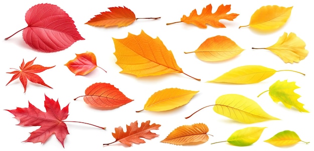 Set of autumn leaves of different colors isolated on white Realistic generative AI illustrations