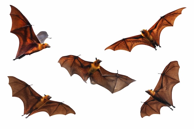 Set of Bat flying isolated on white background.