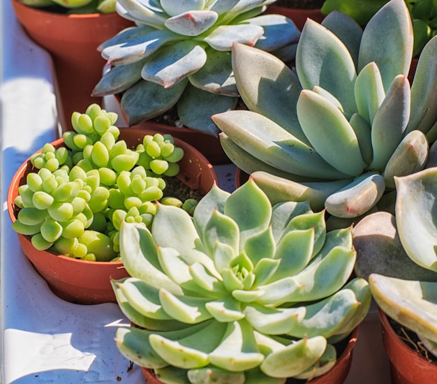 Set of beautiful little plant, succulent in a small flower pot