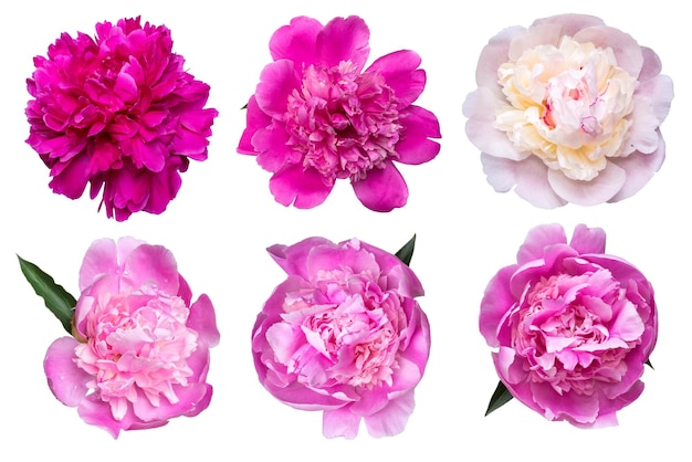 Set of beautiful peony blowers isolated on white background