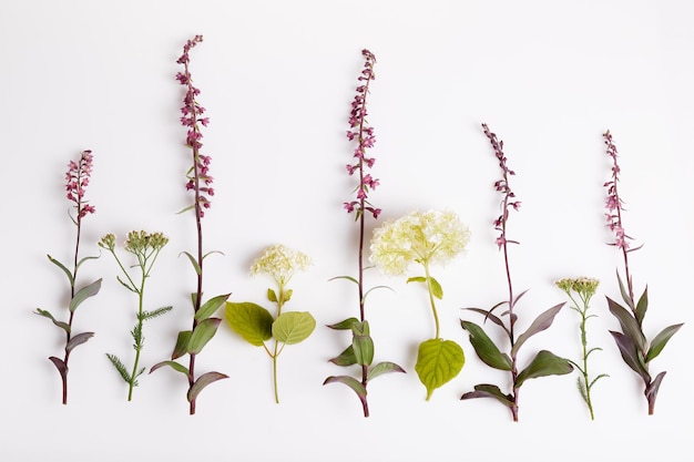 Set of beautiful wild orchid flowers isolated on white