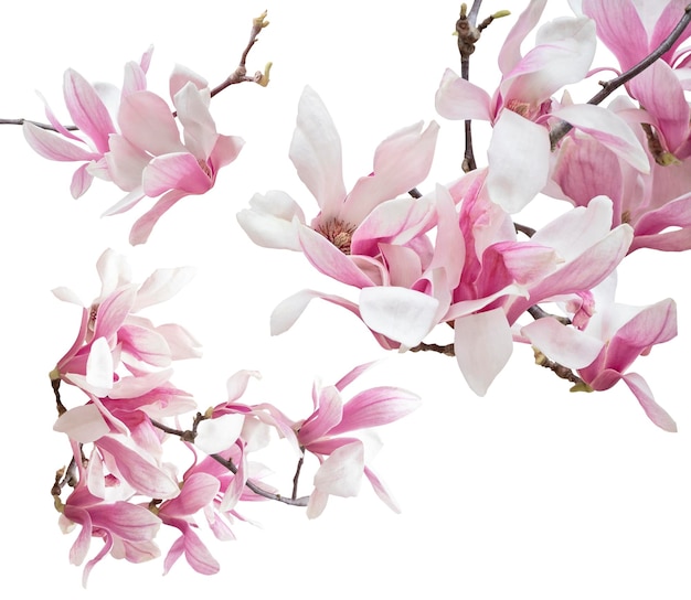 Set of blooming magnolia flowers on tree branch isolated on white