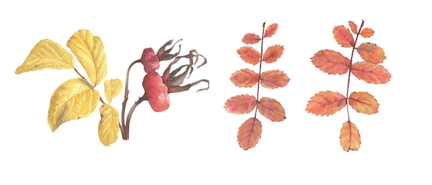 A set of bright autumn leaves on a branch with seeds and berries painted in watercolor