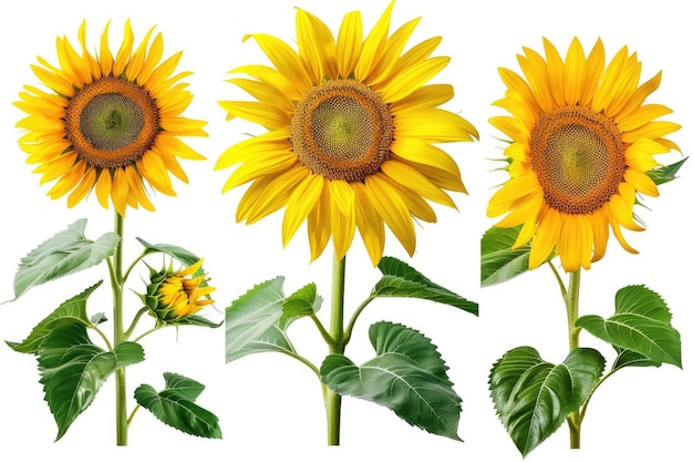 Photo set of bright sunflowers isolated on white background