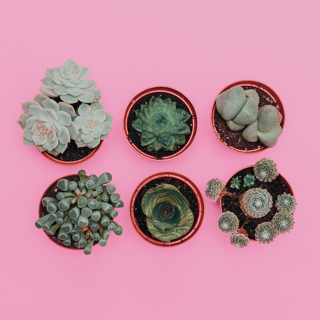 Set of cacti and sicculents on a pink background. Plants on pink flat lay concept