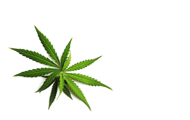 Set of cannabis leaves isolated on a white background