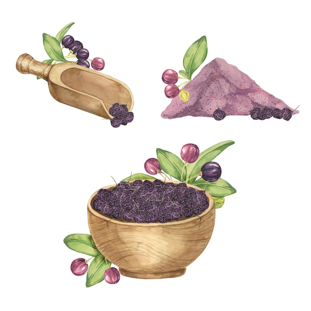 Set of cliparts with dry maqui berries and maqui powder in watercolor