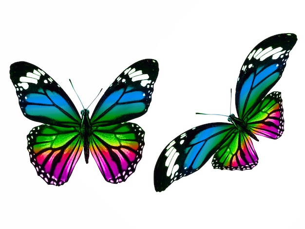 Set of colored tropical butterflies isolated on white background