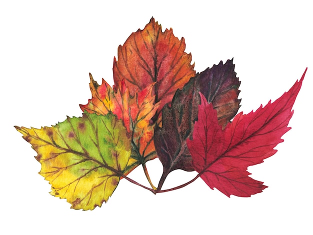 Set of colorful autumn leaves Watercolor illustration