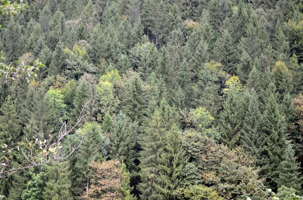 Set of coniferous trees close-up. Texture of forest vegetation