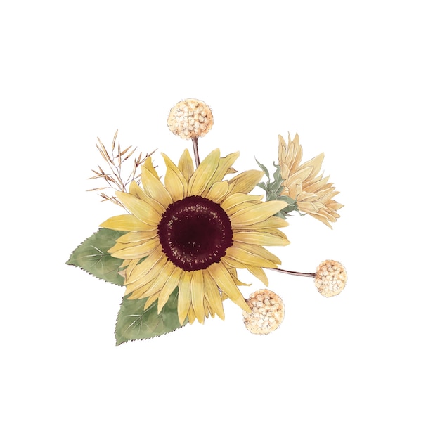 Set of cute sunflowers flowers branches and leaves. Watercolor illustration.