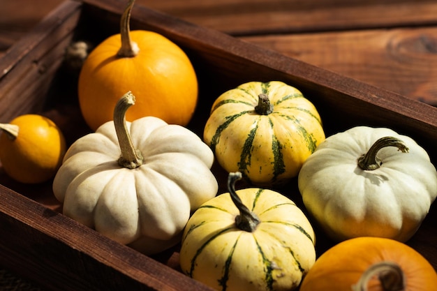 Set of decorative pumpkins in the wooden tray Autumn mood Thanksgiving concept Selective focus