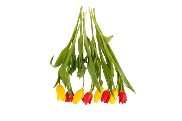 Set of different color tulips isolated on white background spring season