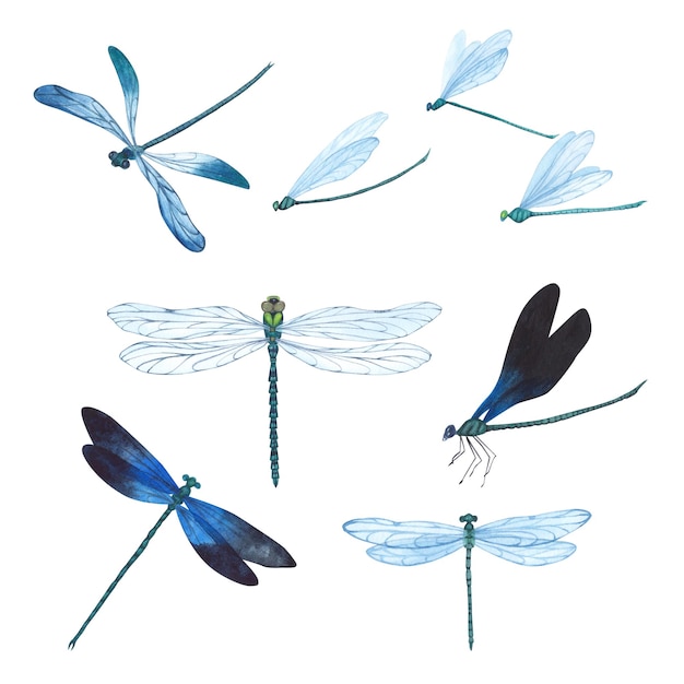 Set Dragonfly with detailed wings isolated Watercolor hand drawn realistic flying insect llustration for design