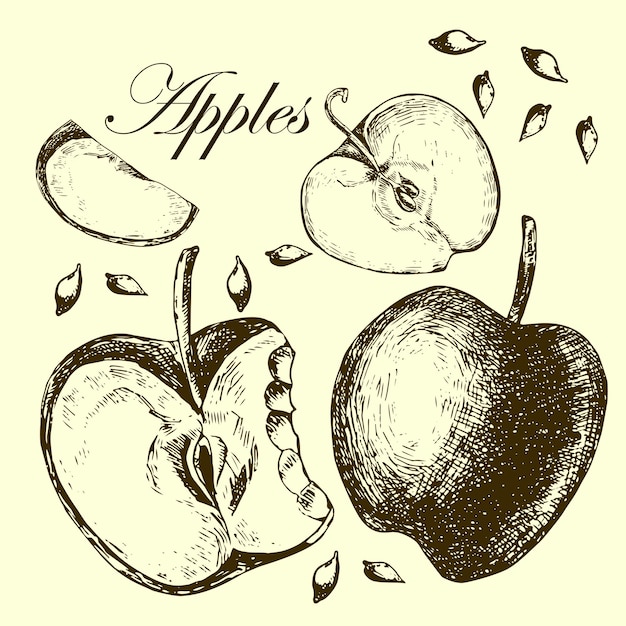 Photo set of drawing apples illustrations