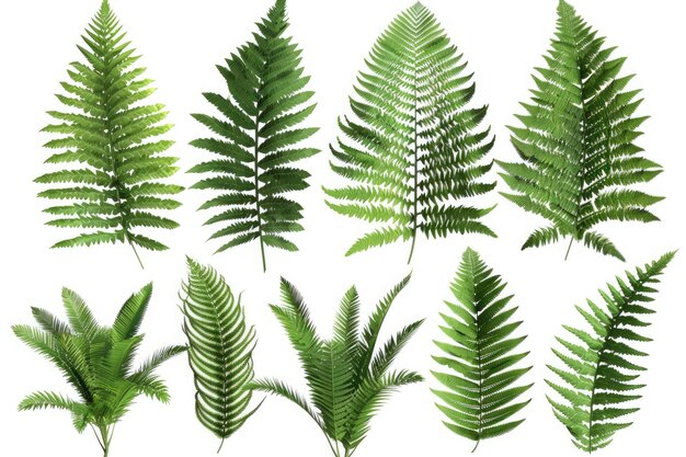 Photo set of ferns with lush fronds isolated on white background