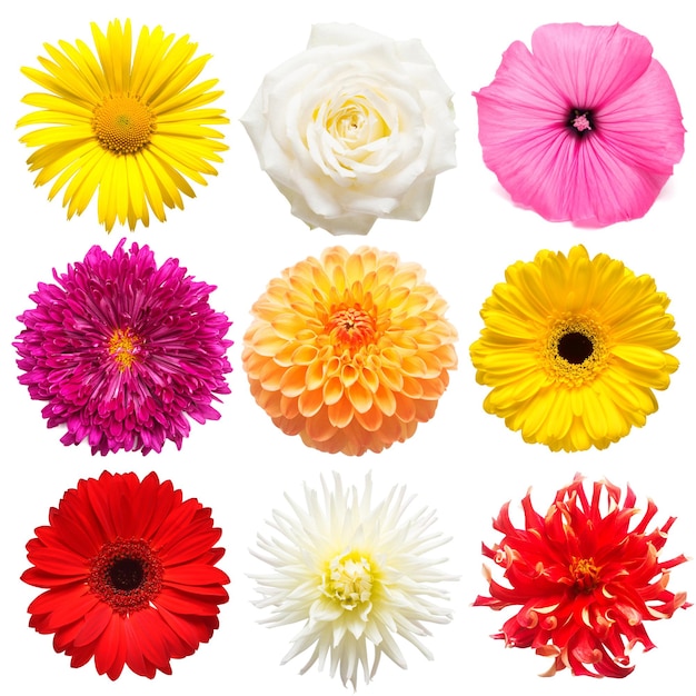 Set flowers chamomile roses mallow gerbera chrysanthemum isolated on white background Spring time flora Flat lay top view Love Valentines Day