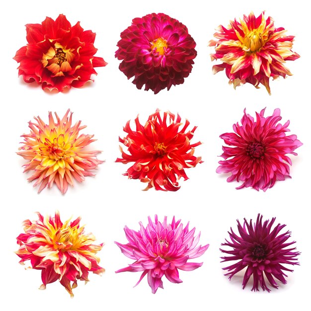 Set flowers dahlias isolated on white background. Flat lay, top view. Super collection. Easter. Pink, red, purple, yellow, orange