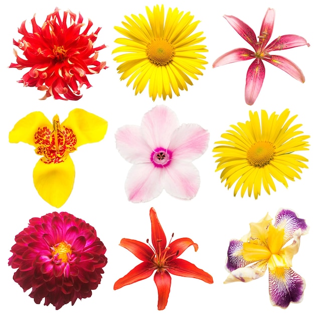 Set flowers of lily, dahlia, tigridia, iris, daisy and tulip isolated on white background. Spring time, flora. Flat lay, top view. Love. Valentine's Day